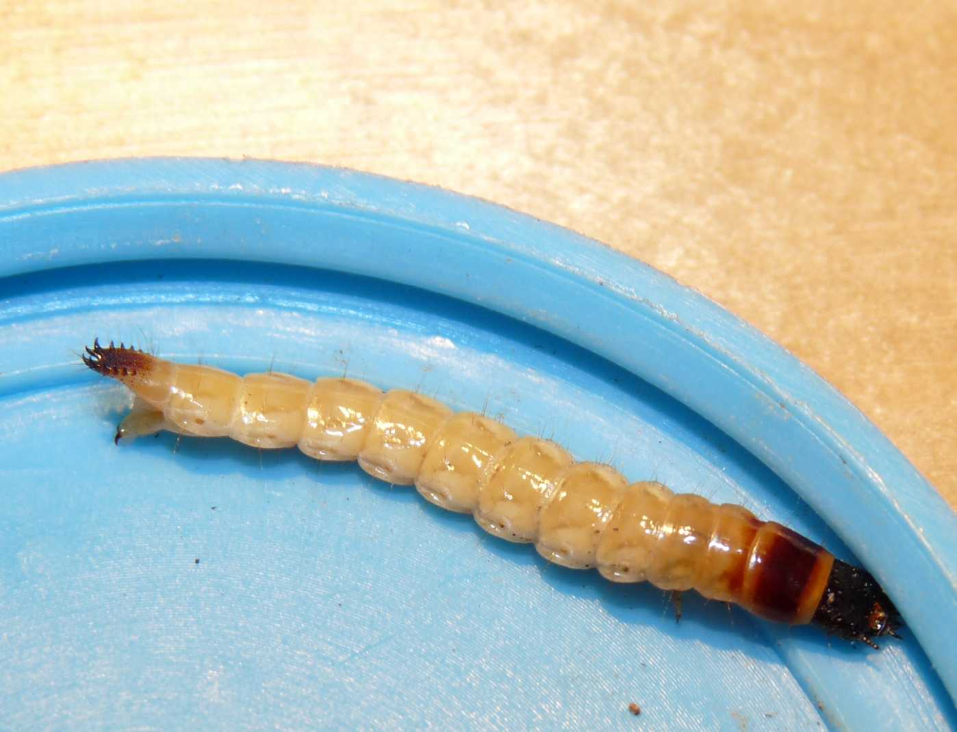 Larva da determinare: Lacon punctatus